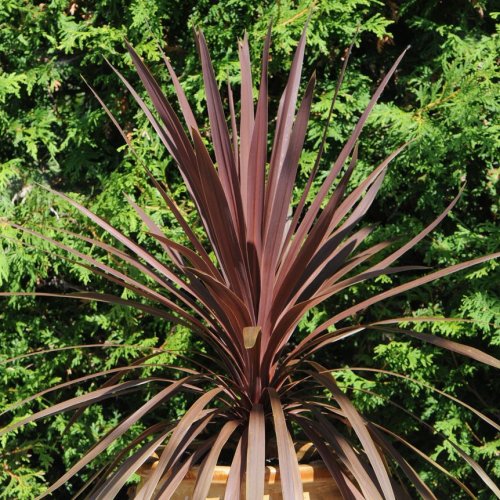 Cordyline Australis (Kordylína austrálska) ´RED STAR´ kont. C5L, výška: 40-60 cm (-12°C)